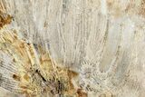 Polished Fossil Coral Slab - Indonesia #307965-1